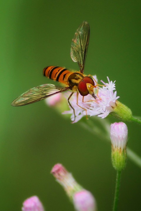 a close up of a fly on a flower