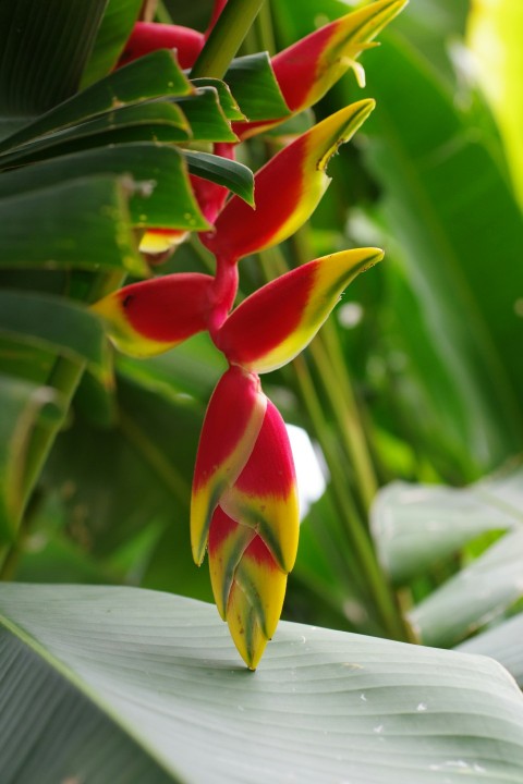 a close up of a flower on a plant