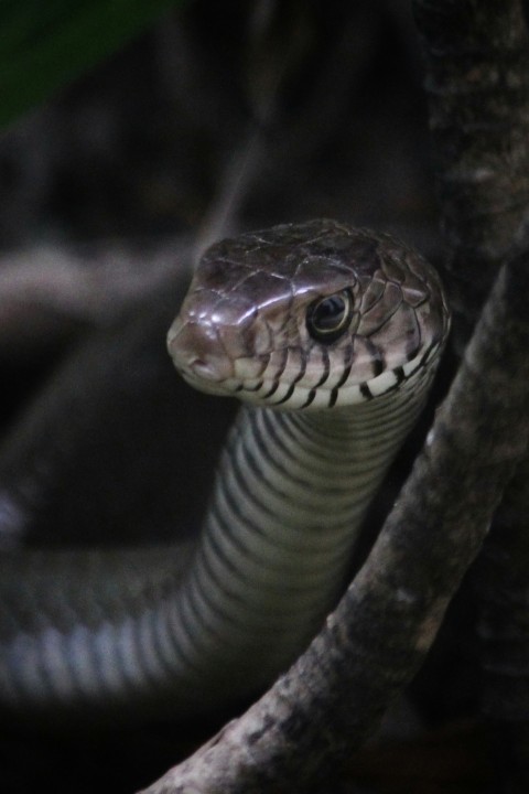 a close up of a snake on a tree branch