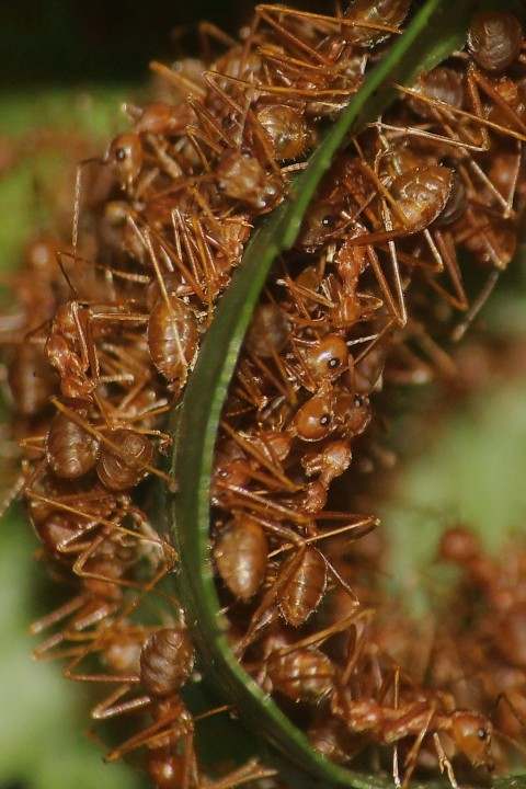 a close up of a group of ants on a plant