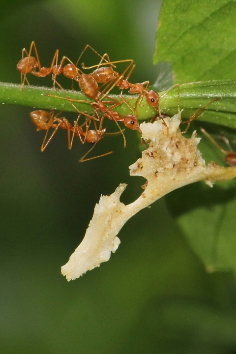 a group of ants standing on a green leaf