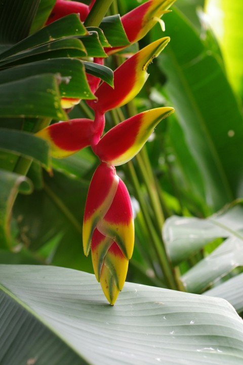 a close up of a flower on a plant M1T1w7