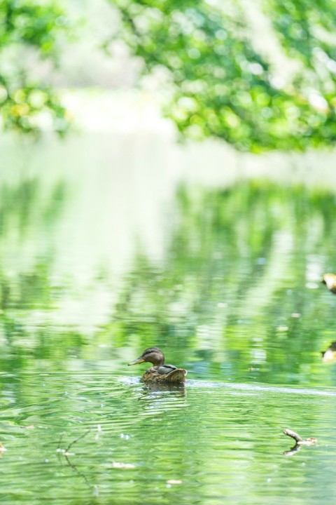 a couple of ducks floating on top of a lake