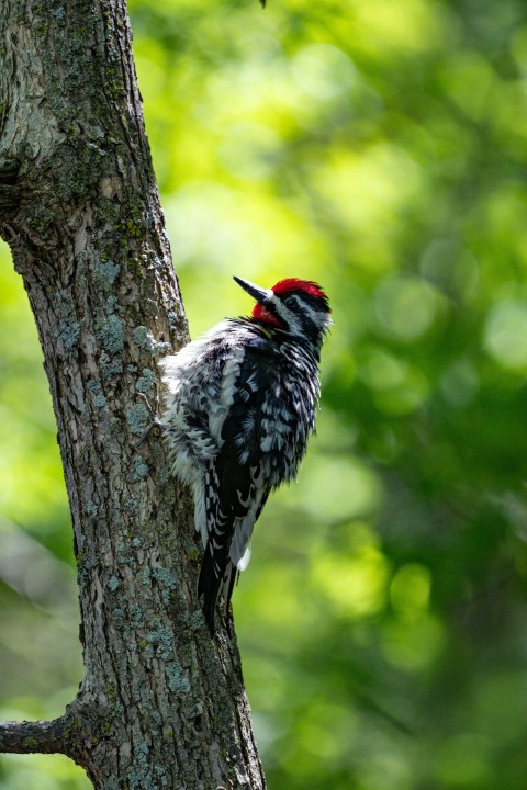 a bird perched on a tree branch in a forest SZiF