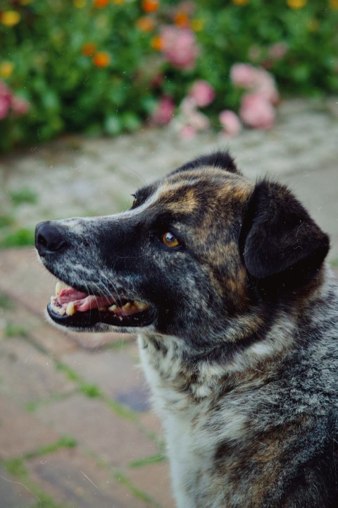 a close up of a dog with flowers in the background OiP