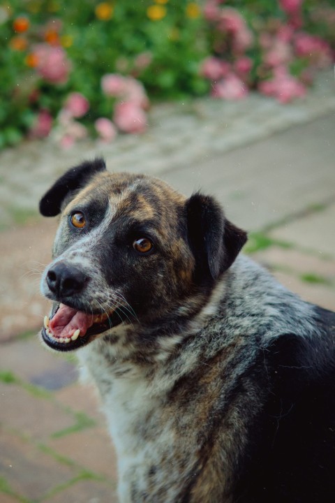 a dog standing on a brick walkway with flowers in the background