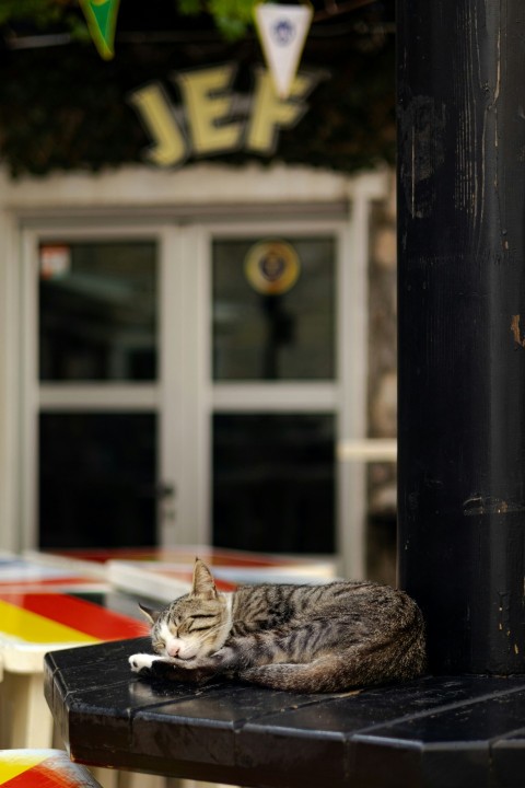 a cat is sleeping on a table outside yxG47B