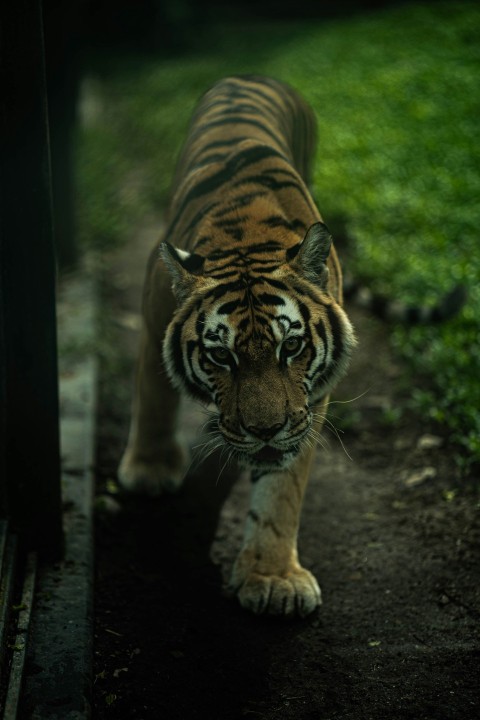 a tiger walking down a path in the dark