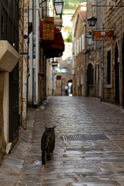 a cat is walking down a narrow street