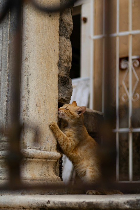 an orange cat standing on its hind legs in front of a window DeR