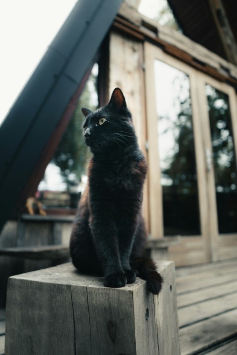 a black cat sitting on top of a wooden block