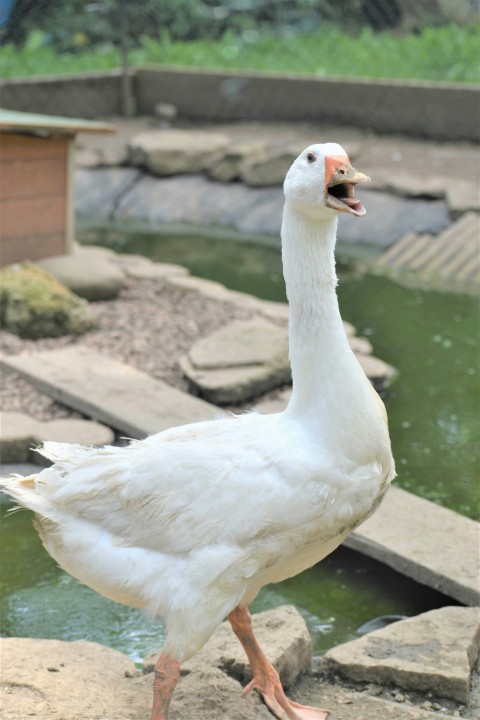 a white duck standing on a rock next to a pond