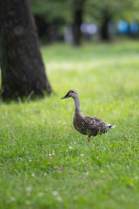 a duck standing in the grass next to a tree