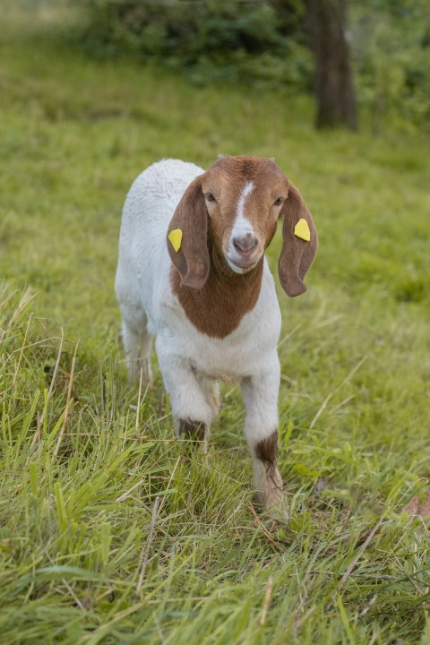 a brown and white goat standing on top of a lush green field