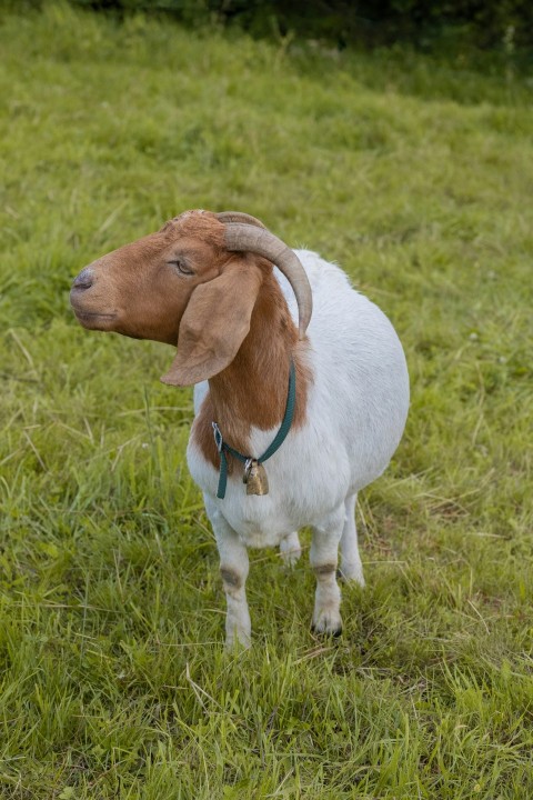 a brown and white goat standing on top of a lush green field