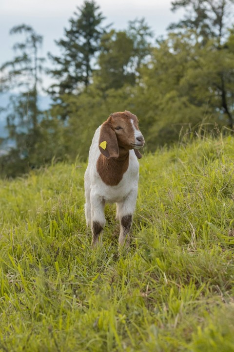 a brown and white goat standing on top of a lush green field