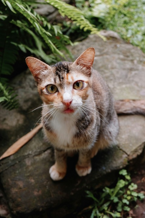 a cat sitting on a rock in a garden