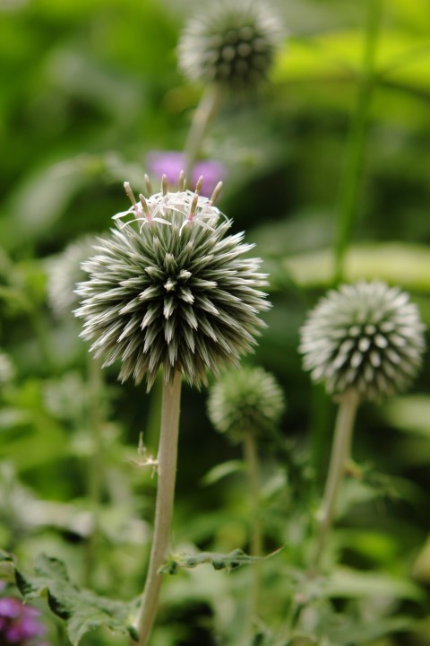 a bunch of flowers that are in the grass