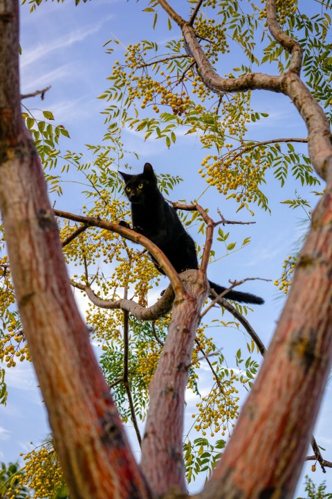 a black cat sitting on top of a tree branch wi rl2krI