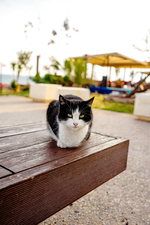 a black and white cat sitting on top of a wooden bench