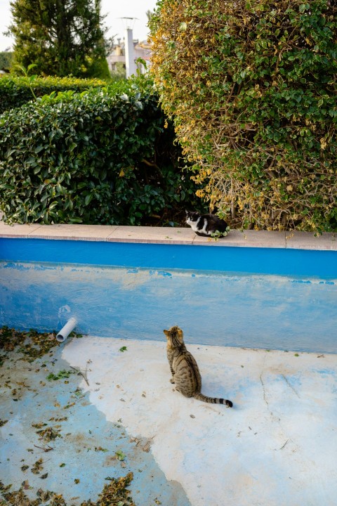 a cat sitting on the ground next to a pool