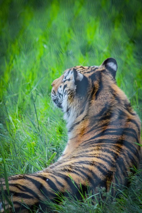 a tiger laying in the grass with its eyes closed