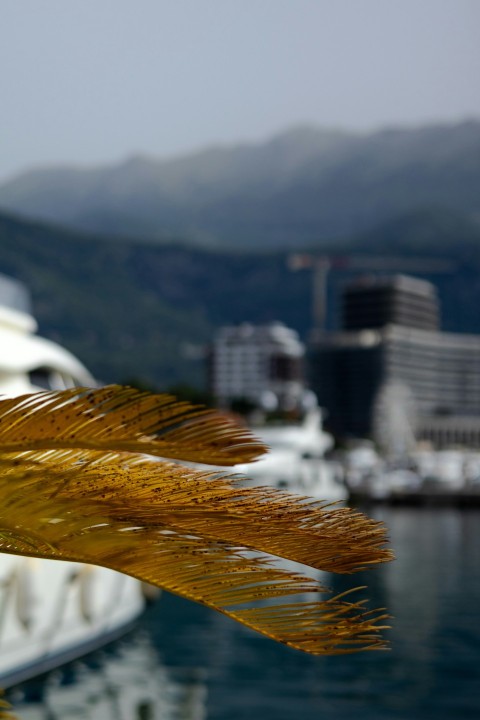 a close up of a plant with a boat in the background ifEiGoE