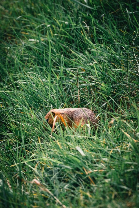 a small animal is hiding in the tall grass