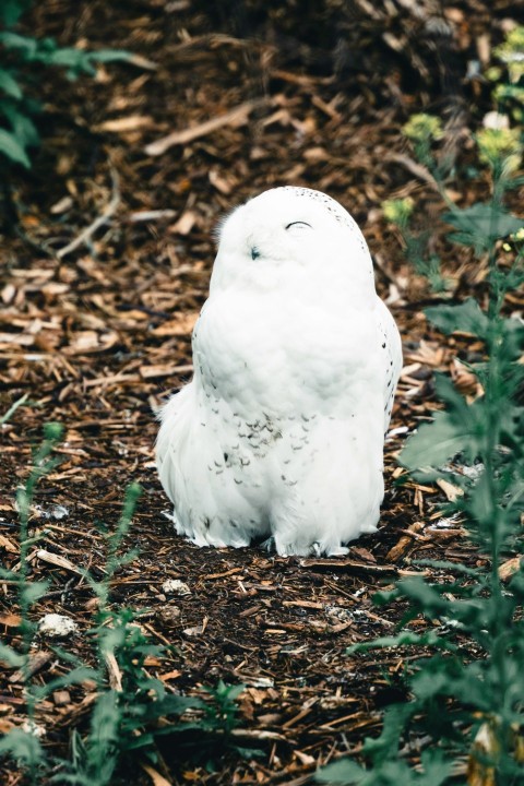 a white owl sitting on top of a forest floor 6