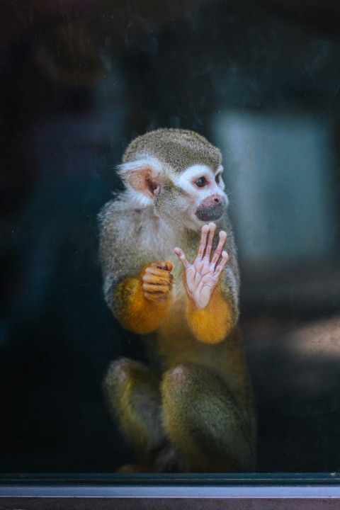 a small monkey sitting on top of a window sill