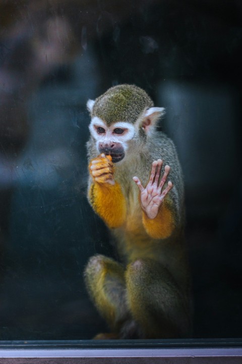 a small monkey sitting on top of a window sill