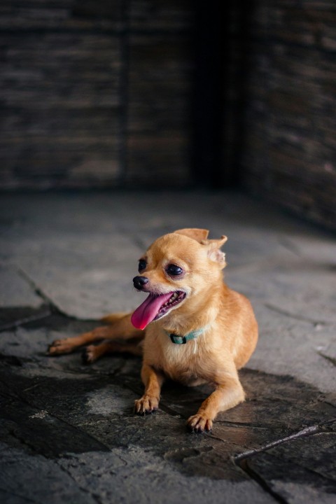 a small brown dog laying on top of a stone floor