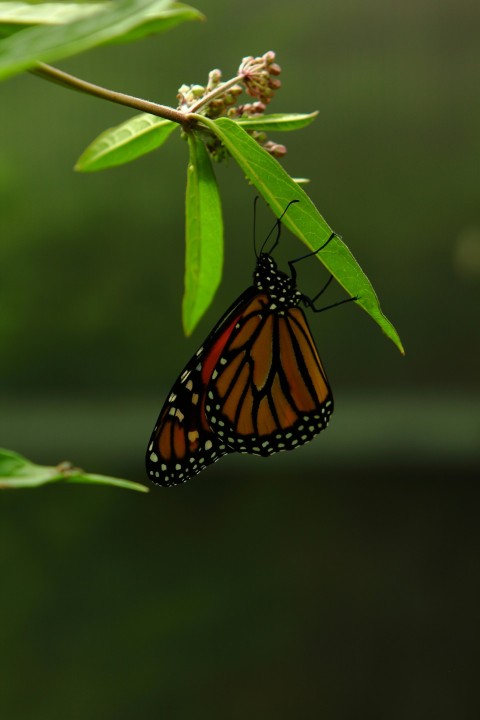 a butterfly that is sitting on a leaf