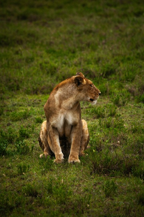 a lion sitting on top of a lush green field