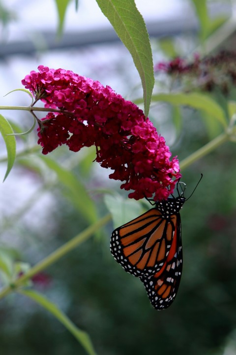 a butterfly that is sitting on a flower