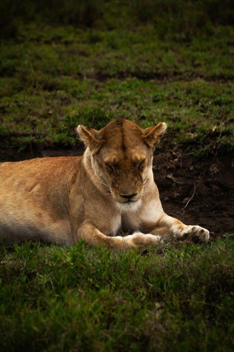 a lion laying on the ground in the grass