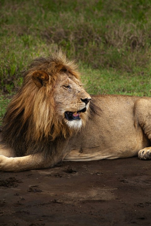 a large lion laying on top of a dirt field