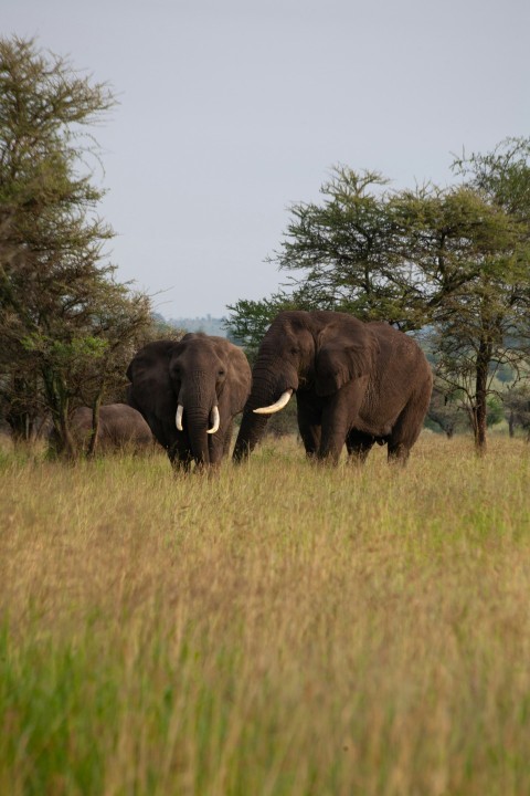 a herd of elephants standing on top of a grass covered field