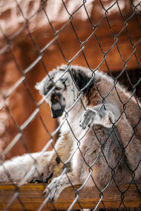 a lemur looking through a chain link fence 8i