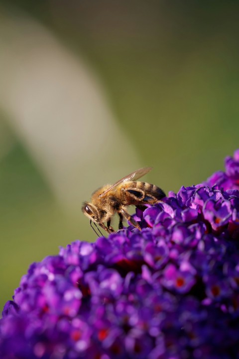 a bee is sitting on a purple flower