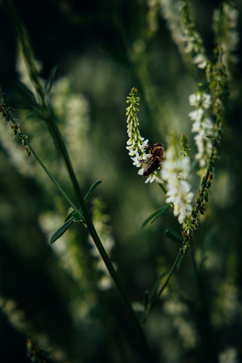 a close up of a flower with a blurry background l