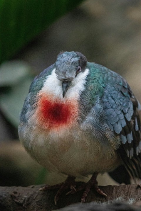 a small bird with a red spot on its chest