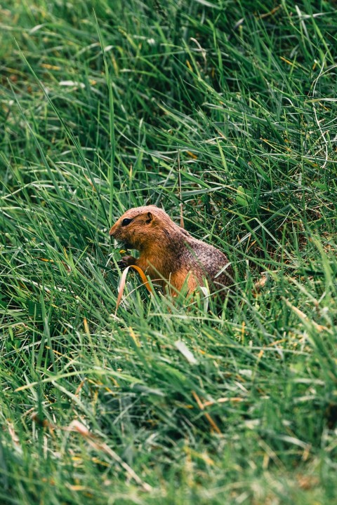 a small rodent in a grassy field