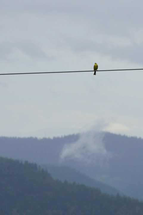 a couple of birds sitting on top of a power line