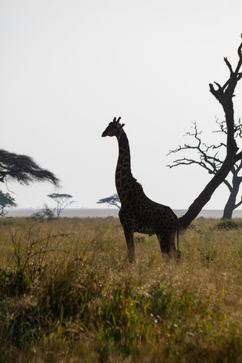 a giraffe standing in a field next to a tree