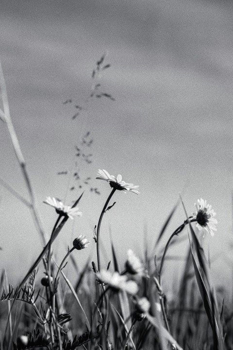 a black and white photo of flowers in a field