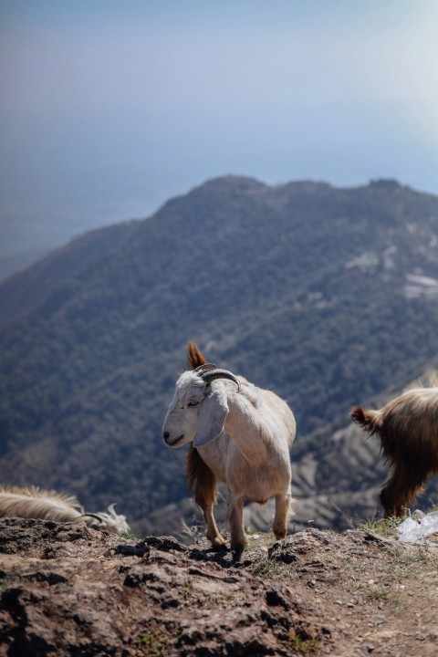 a couple of goats standing on top of a mountain