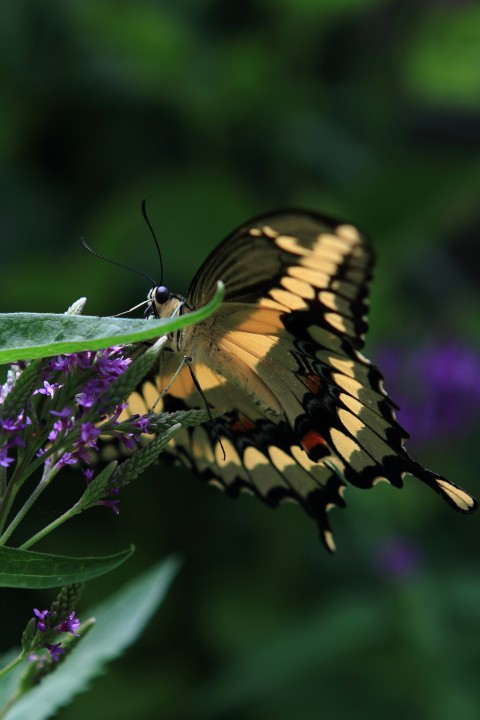 a yellow and black butterfly sitting on a purple flower MXatH