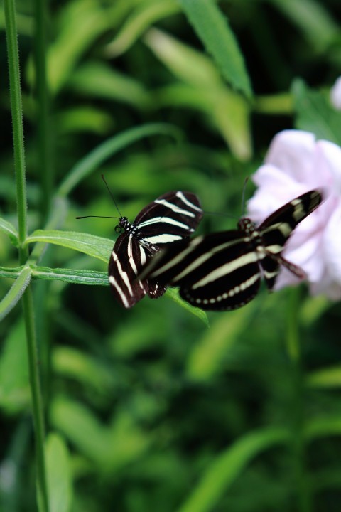 a black and white striped butterfly sitting on a flower