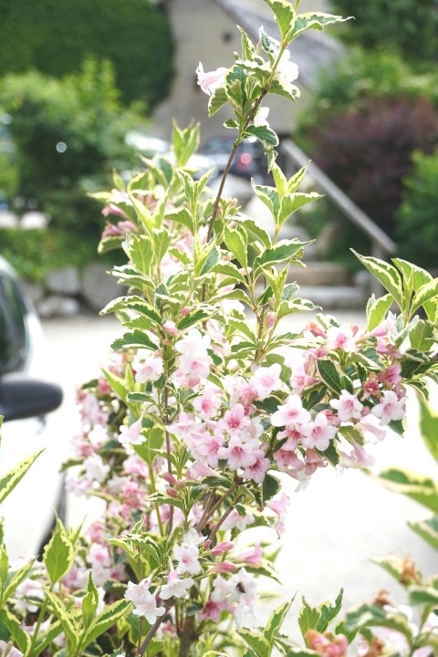 a bush with pink flowers in front of a car